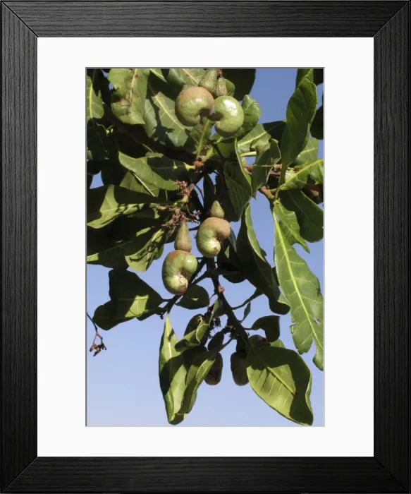 Framed Print : Picture No. 10896973