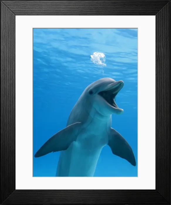 Framed Print : Picture No. 10896982 Framed Print : Picture No. 10896982