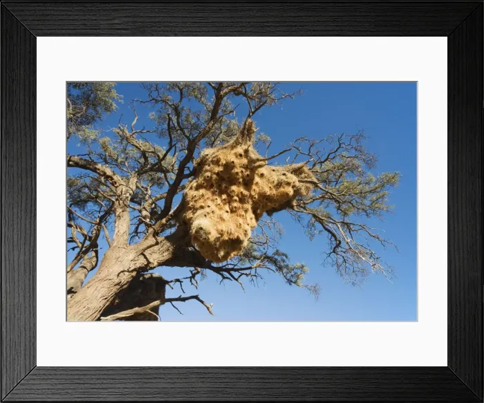 Framed Print : Picture No. 10896983 Framed Print : Picture No. 10896983