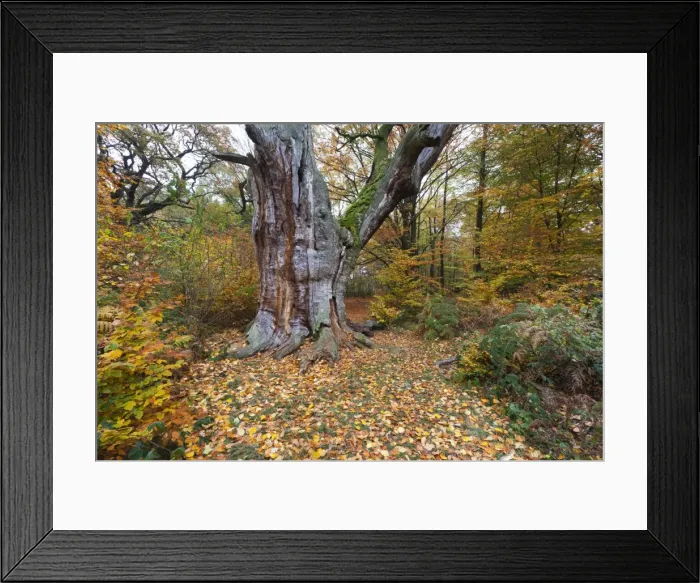 Framed Print : Picture No. 10901031 Framed Print : Picture No. 10901031