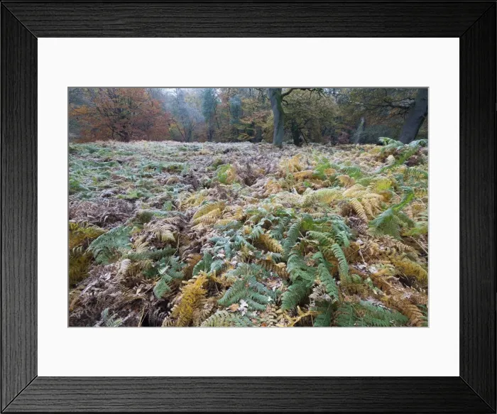 Framed Print : Picture No. 10901027 Framed Print : Picture No. 10901027