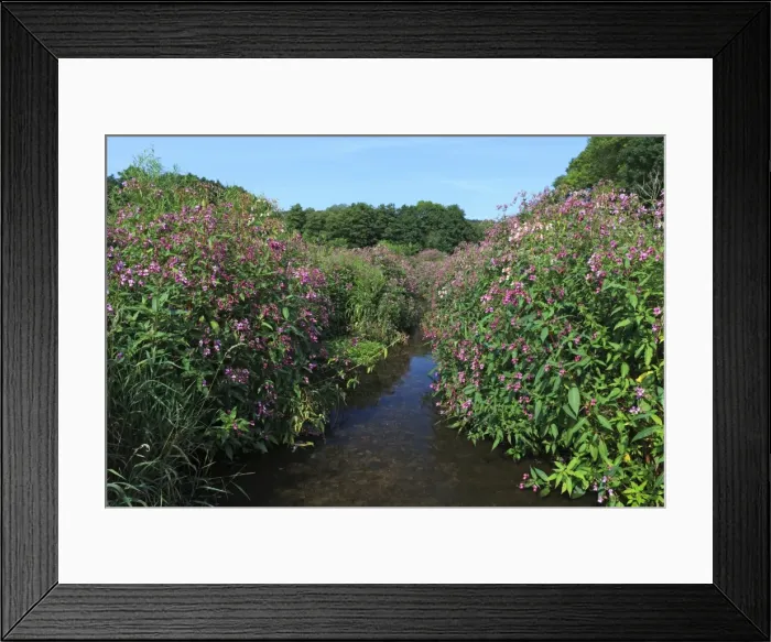 Framed Print : Picture No. 10901029 Framed Print : Picture No. 10901029
