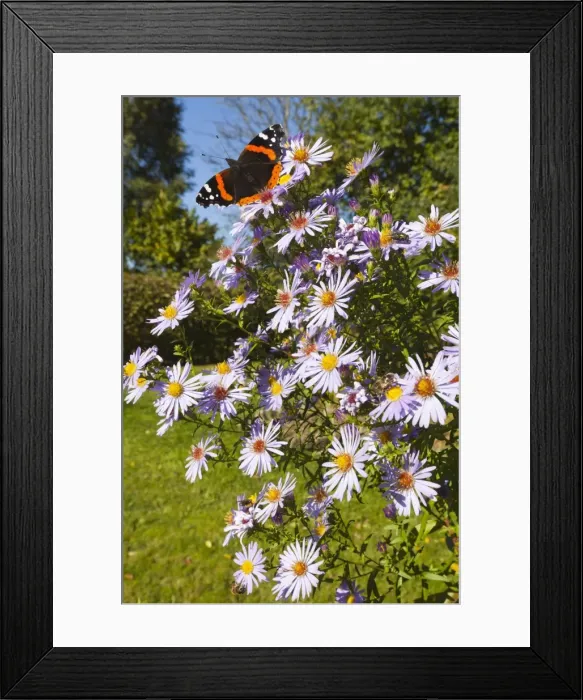 Framed Print : Picture No. 10901035 Framed Print : Picture No. 10901035