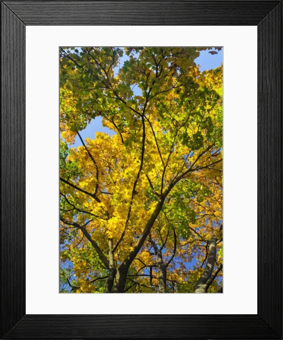 Framed Print : Picture No. 10901032 Framed Print : Picture No. 10901032