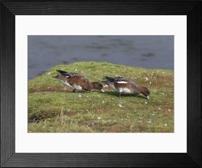 Framed Print : Picture No. 10901037 Framed Print : Picture No. 10901037