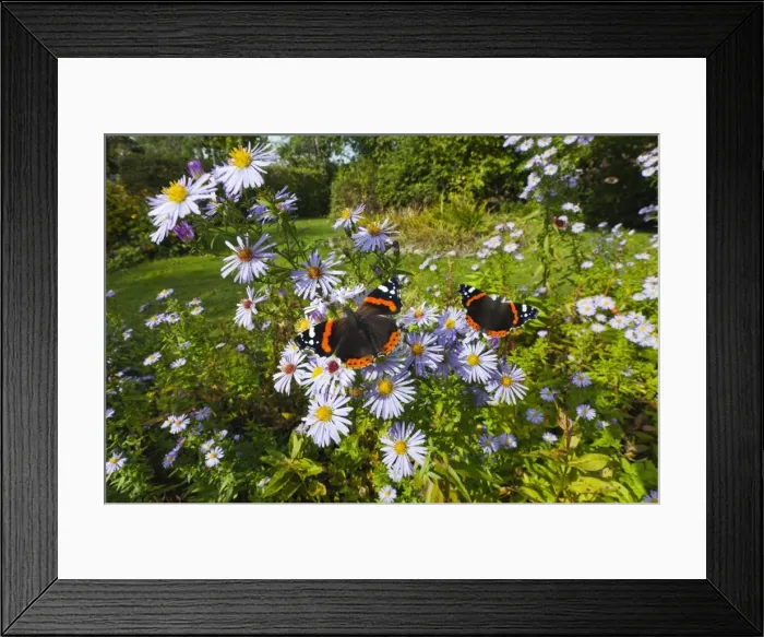 Framed Print : Picture No. 10901036 Framed Print : Picture No. 10901036