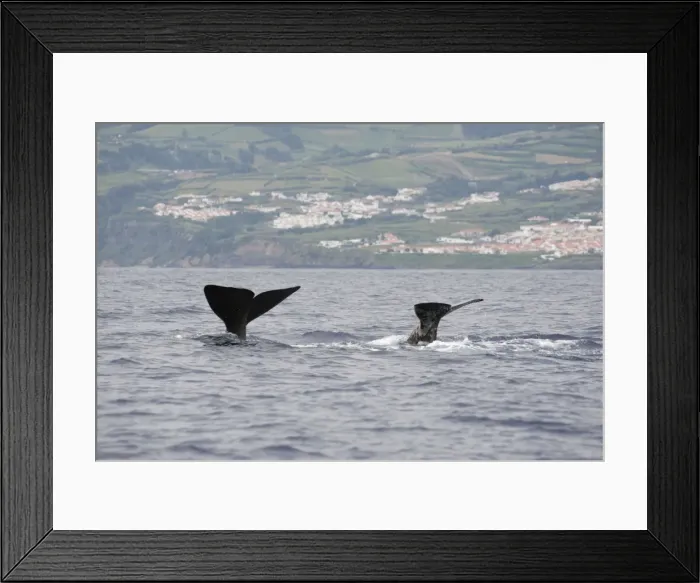 Framed Print : Picture No. 10901039 Framed Print : Picture No. 10901039