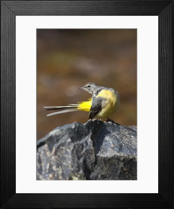 Framed Print : Picture No. 10901038 Framed Print : Picture No. 10901038