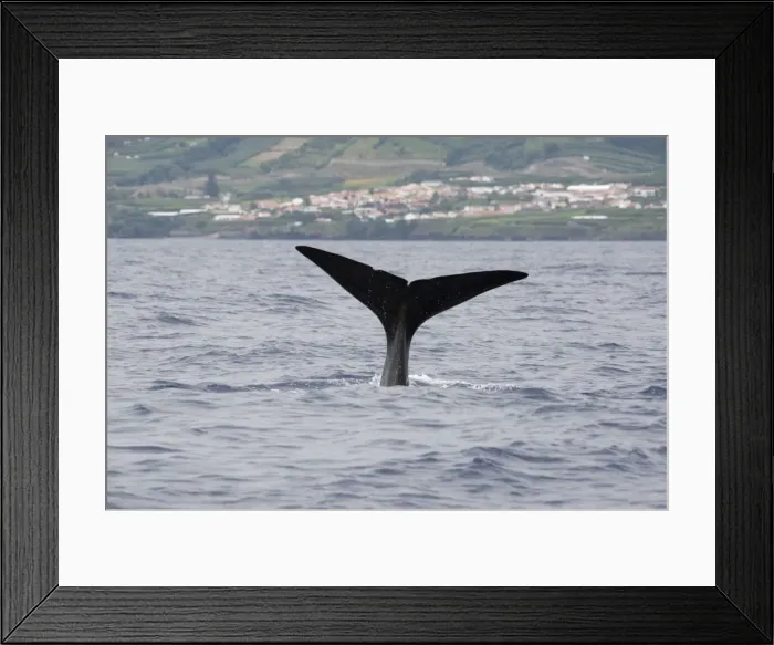 Framed Print : Picture No. 10901040 Framed Print : Picture No. 10901040