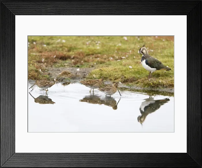 Framed Print : Picture No. 10901042 Framed Print : Picture No. 10901042