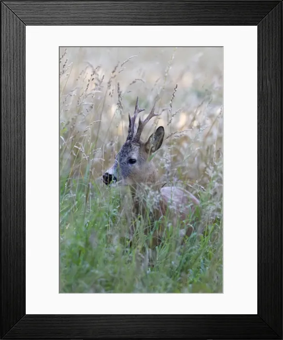 Framed Print : Picture No. 10901043 Framed Print : Picture No. 10901043