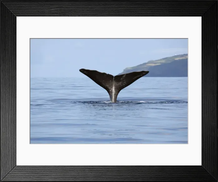 Framed Print : Picture No. 10901041 Framed Print : Picture No. 10901041