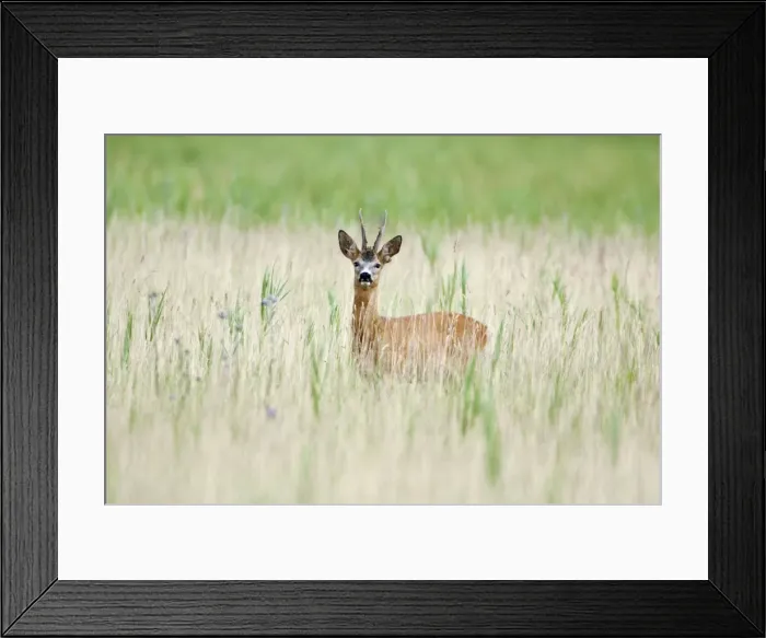 Framed Print : Picture No. 10901044 Framed Print : Picture No. 10901044