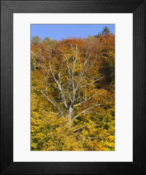 Framed Print : Picture No. 10901033