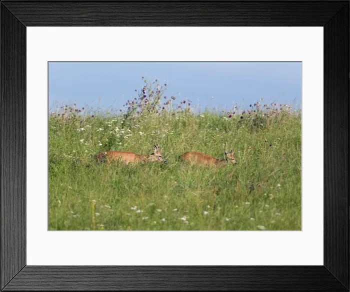 Framed Print : Picture No. 10901045 Framed Print : Picture No. 10901045