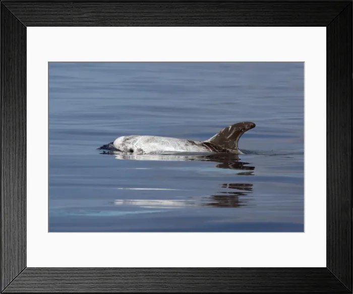 Framed Print : Picture No. 10901049