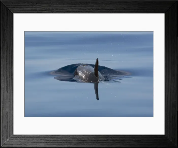 Framed Print : Picture No. 10901047 Framed Print : Picture No. 10901047