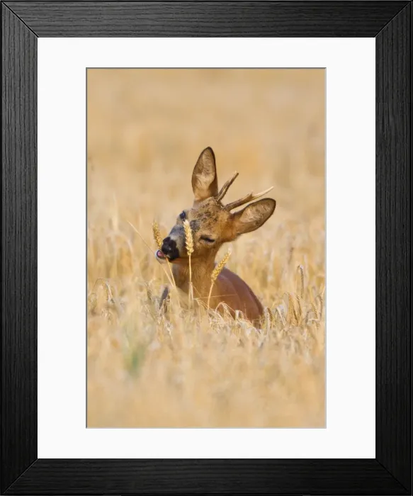 Framed Print : Picture No. 10901046 Framed Print : Picture No. 10901046