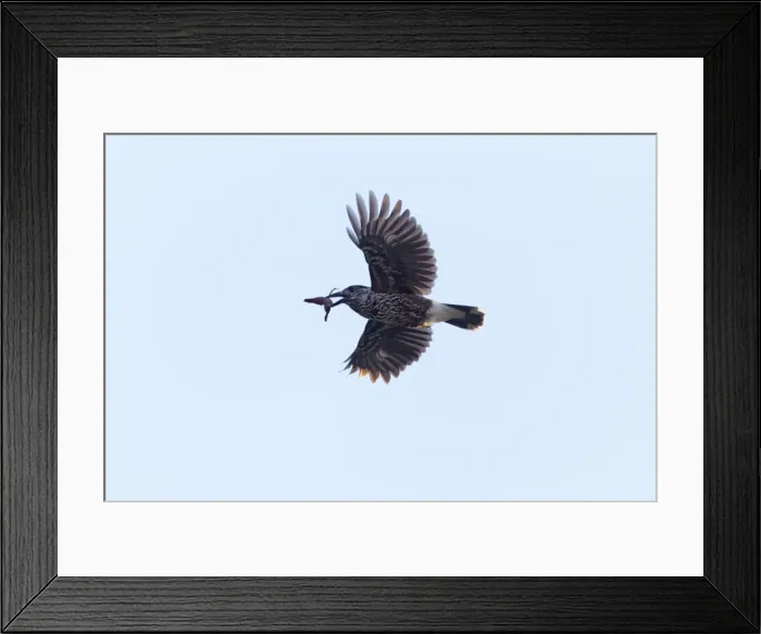 Framed Print : Picture No. 10901050 Framed Print : Picture No. 10901050
