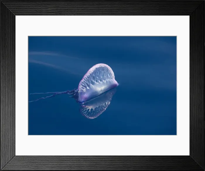 Framed Print : Picture No. 10901051 Framed Print : Picture No. 10901051