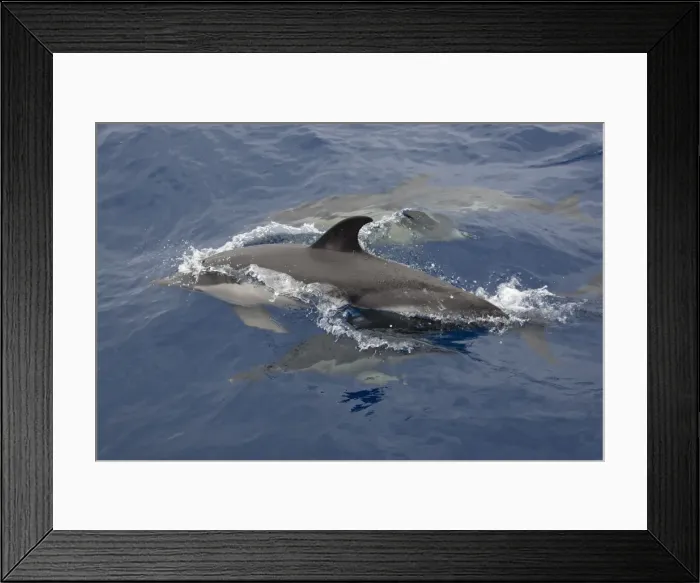 Framed Print : Picture No. 10901052 Framed Print : Picture No. 10901052