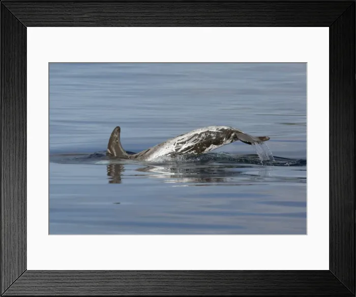 Framed Print : Picture No. 10901048 Framed Print : Picture No. 10901048