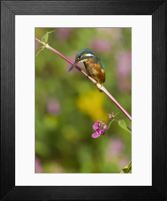 Framed Print : Picture No. 10901053 Framed Print : Picture No. 10901053
