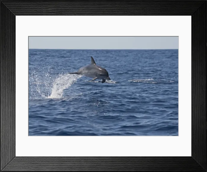 Framed Print : Picture No. 10901057