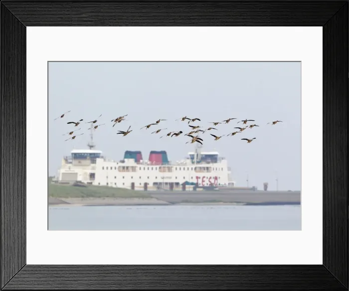 Framed Print : Picture No. 10901055