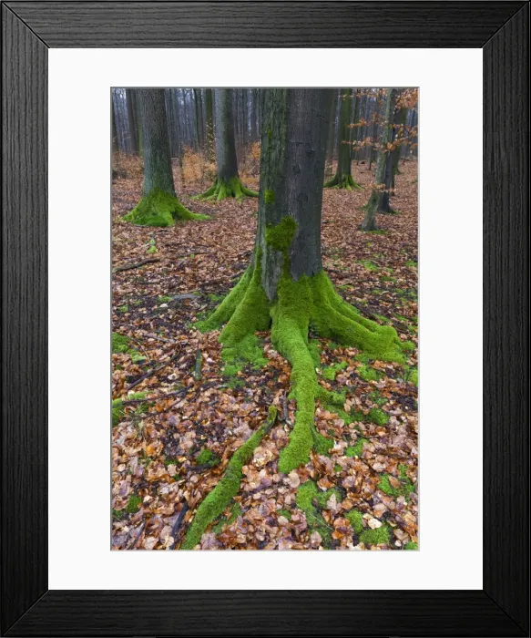 Framed Print : Picture No. 10901060 Framed Print : Picture No. 10901060