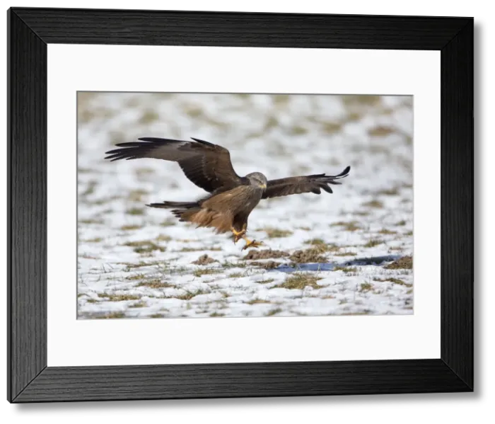 Framed Print : Picture No. 10901064 Framed Print : Picture No. 10901064