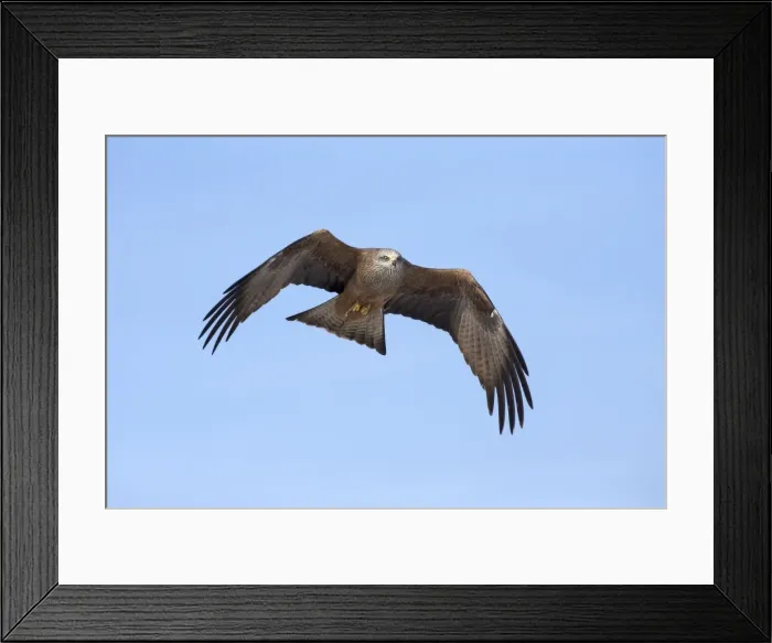 Framed Print : Picture No. 10901062 Framed Print : Picture No. 10901062