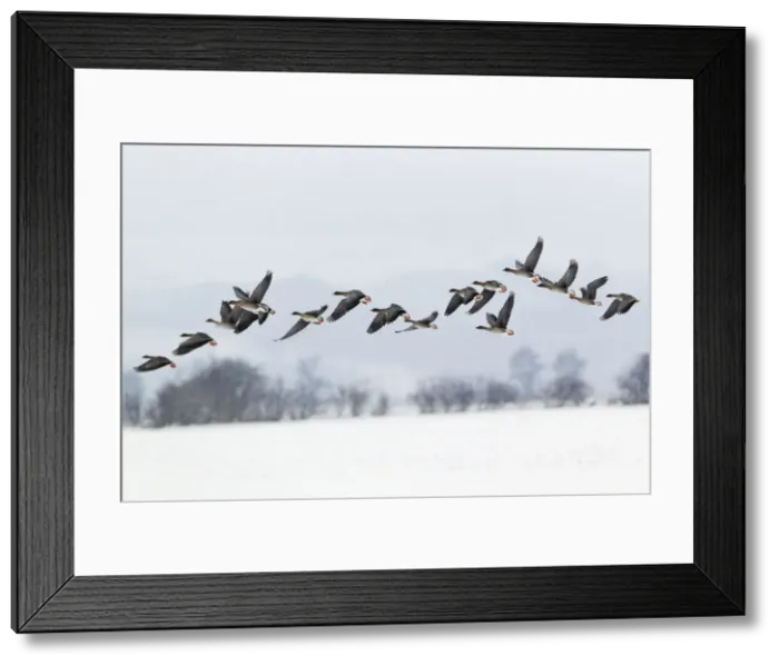 Framed Print : Picture No. 10901059 Framed Print : Picture No. 10901059