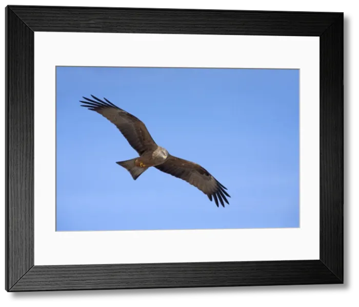 Framed Print : Picture No. 10901066 Framed Print : Picture No. 10901066