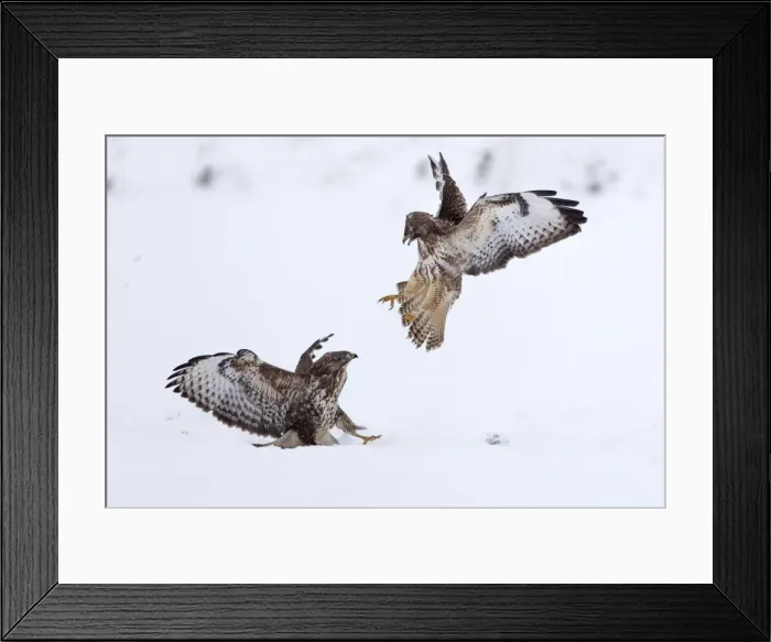 Framed Print : Picture No. 10901068 Framed Print : Picture No. 10901068