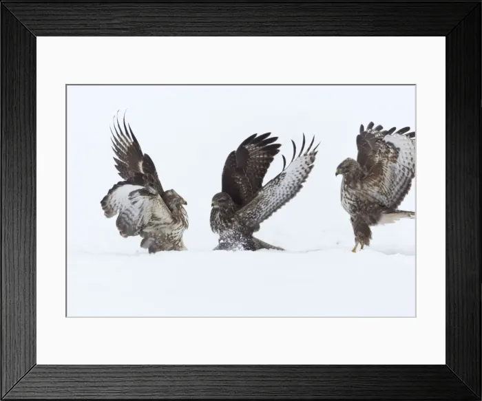 Framed Print : Picture No. 10901069 Framed Print : Picture No. 10901069