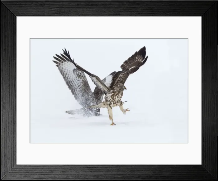Framed Print : Picture No. 10901070 Framed Print : Picture No. 10901070