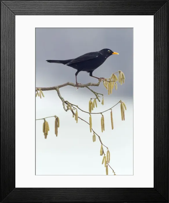 Framed Print : Picture No. 10901067 Framed Print : Picture No. 10901067