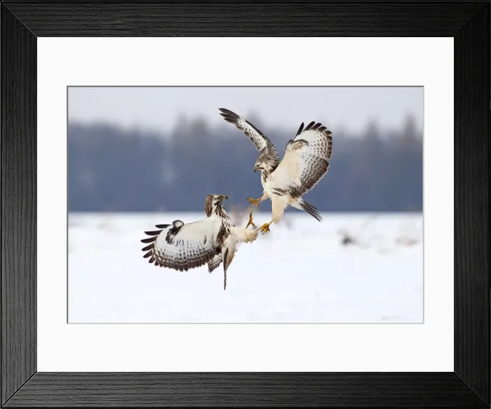 Framed Print : Picture No. 10901071 Framed Print : Picture No. 10901071
