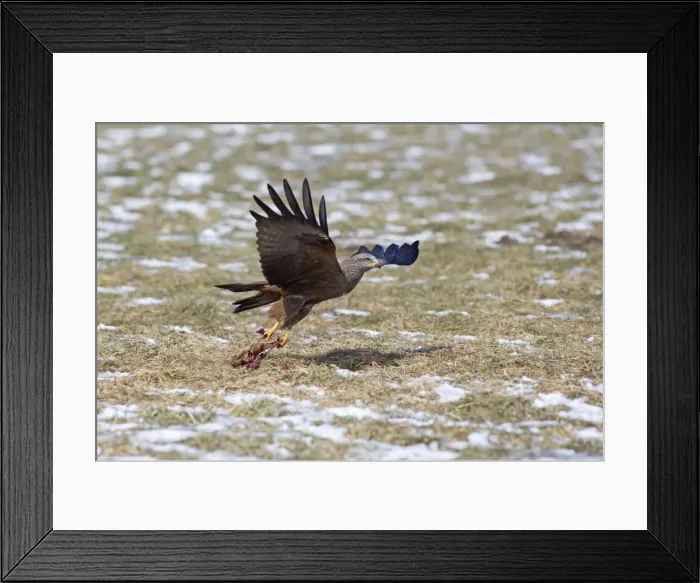 Framed Print : Picture No. 10901065 Framed Print : Picture No. 10901065