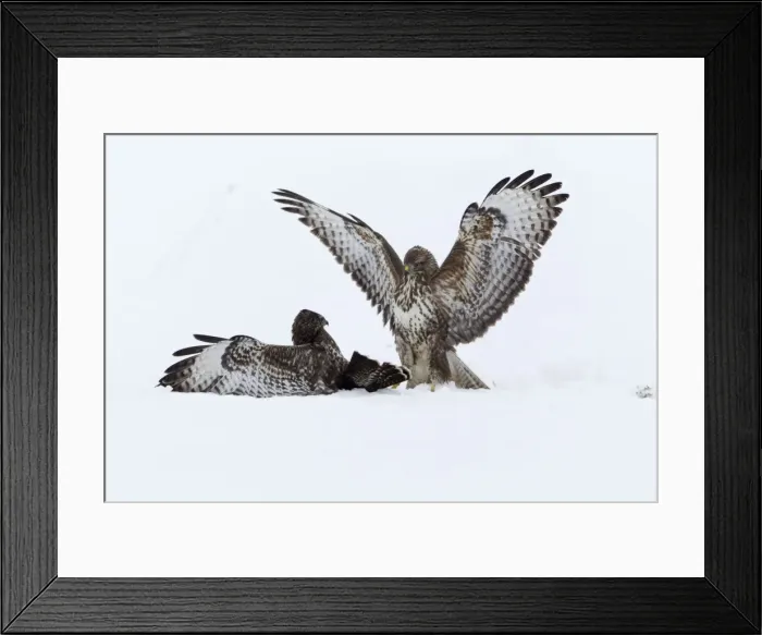 Framed Print : Picture No. 10901072 Framed Print : Picture No. 10901072