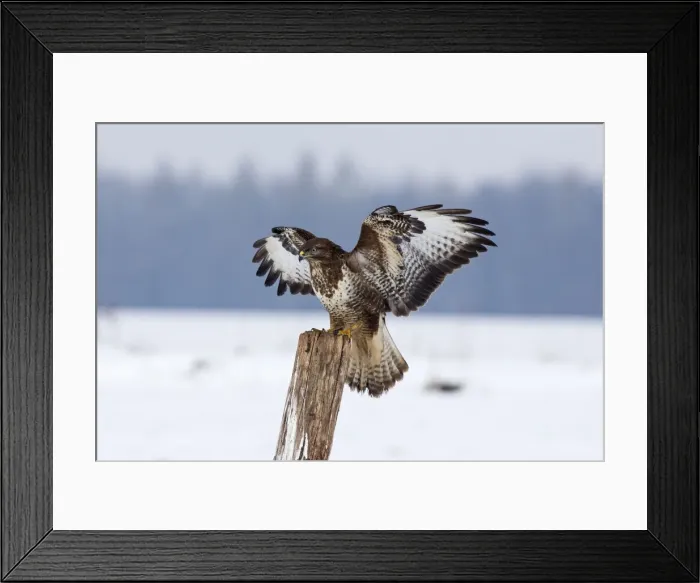 Framed Print : Picture No. 10901073 Framed Print : Picture No. 10901073
