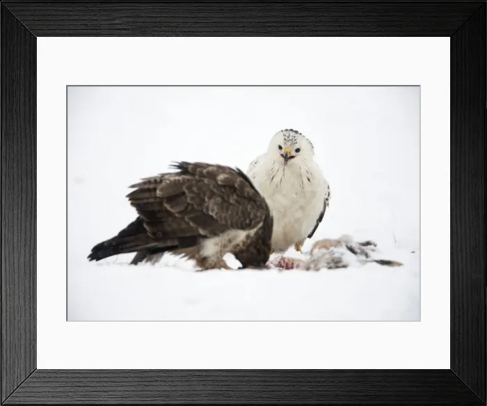 Framed Print : Picture No. 10901077 Framed Print : Picture No. 10901077