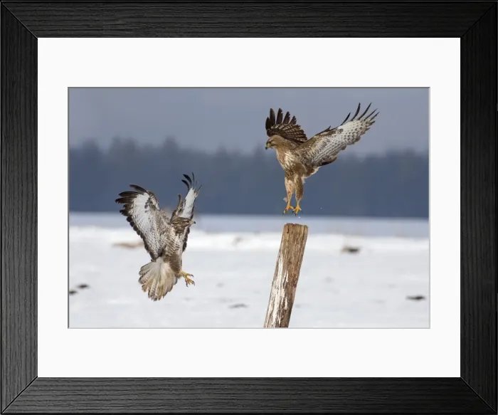 Framed Print : Picture No. 10901074 Framed Print : Picture No. 10901074