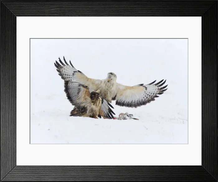 Framed Print : Picture No. 10901078 Framed Print : Picture No. 10901078