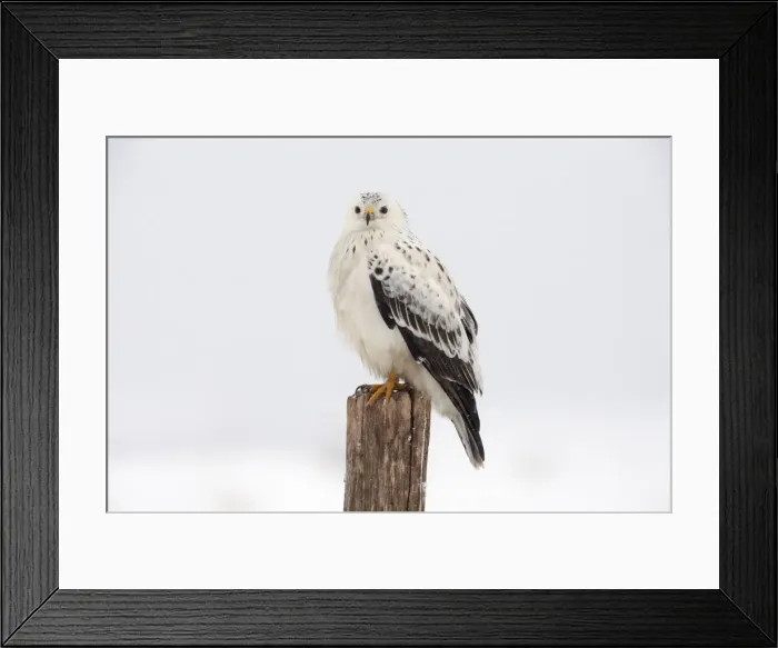 Framed Print : Picture No. 10901076 Framed Print : Picture No. 10901076