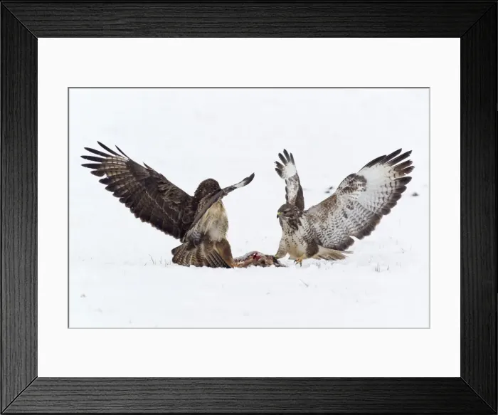 Framed Print : Picture No. 10901083 Framed Print : Picture No. 10901083
