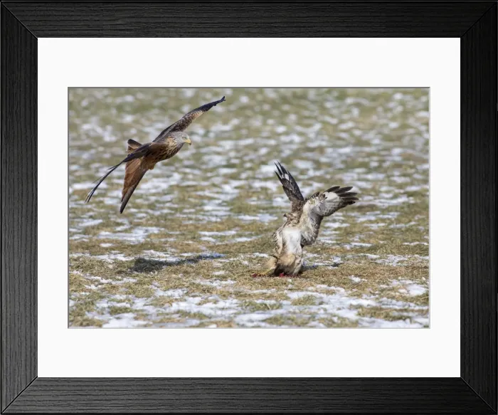 Framed Print : Picture No. 10901075 Framed Print : Picture No. 10901075
