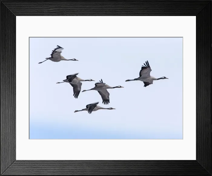Framed Print : Picture No. 10901085 Framed Print : Picture No. 10901085