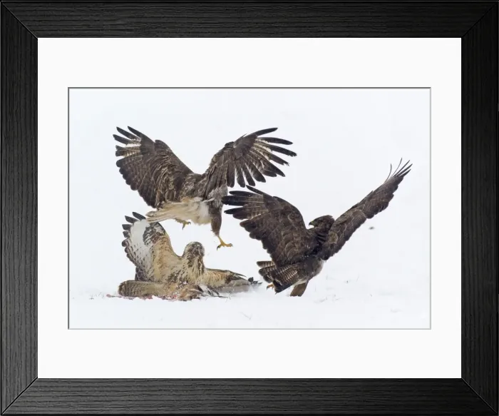 Framed Print : Picture No. 10901081 Framed Print : Picture No. 10901081